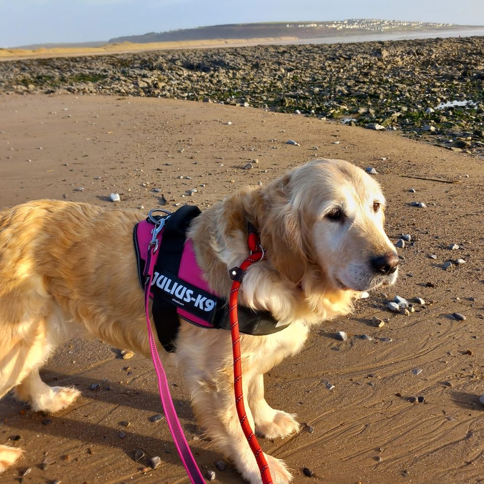 Rescue dog Seren on the beach, wearing her harness and lead