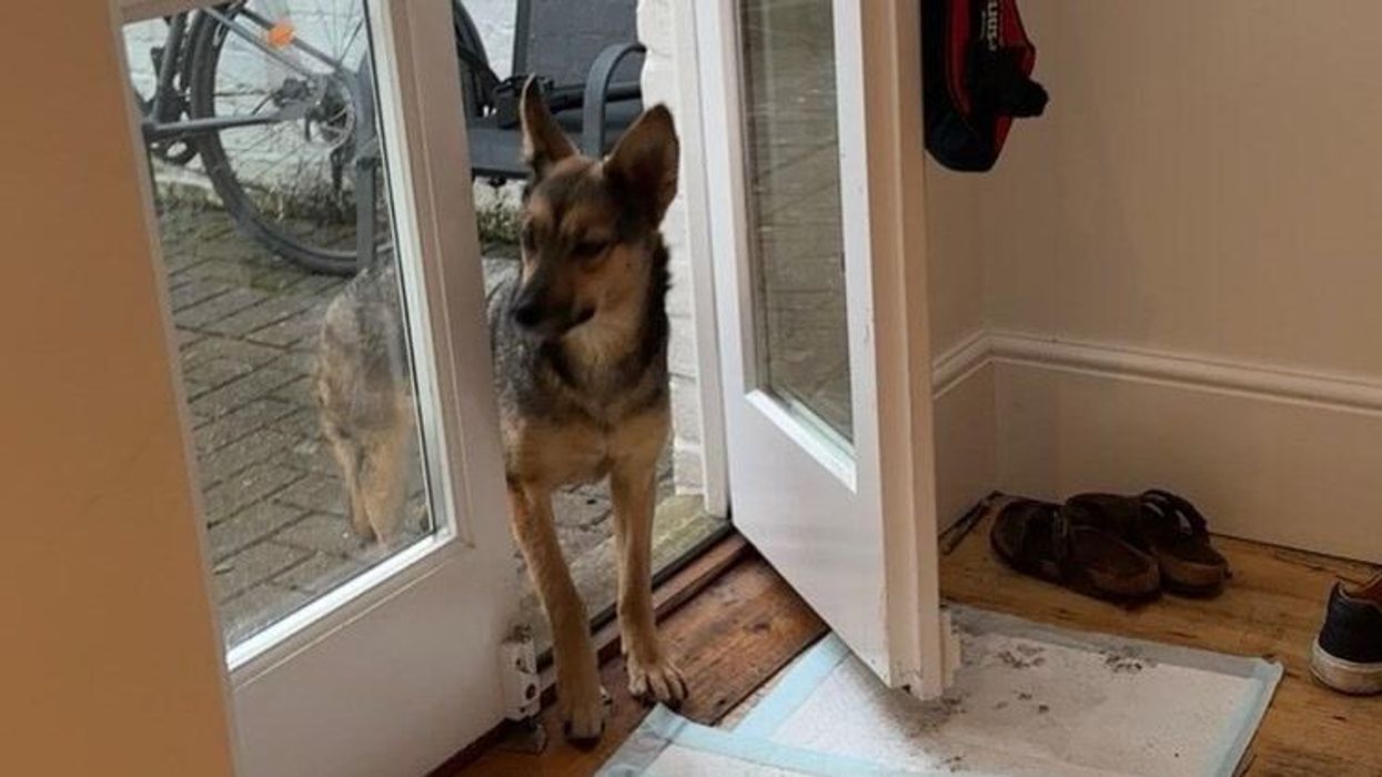 Rescue dog 'Sophie from Romania' finally learns how to 'play' in heartwarming clip