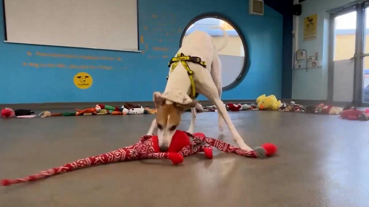 These rescue dogs getting over-excited choosing their Christmas toys is so wholesome