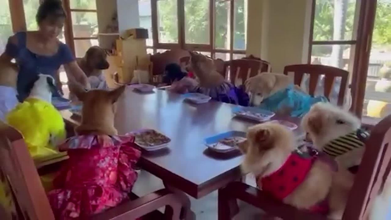 Man spends fortune just so his dogs could get married in a lavish ceremony