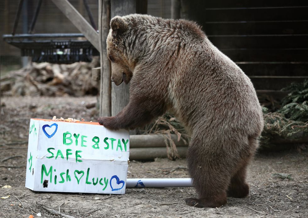 Rescued brown bear cub Mish explores gifts stuffed with his favourite treats ahead of a move from the Wildwood Trust in Kent to a forever home at the Trust\u2019s sister site, Escot in Devon
