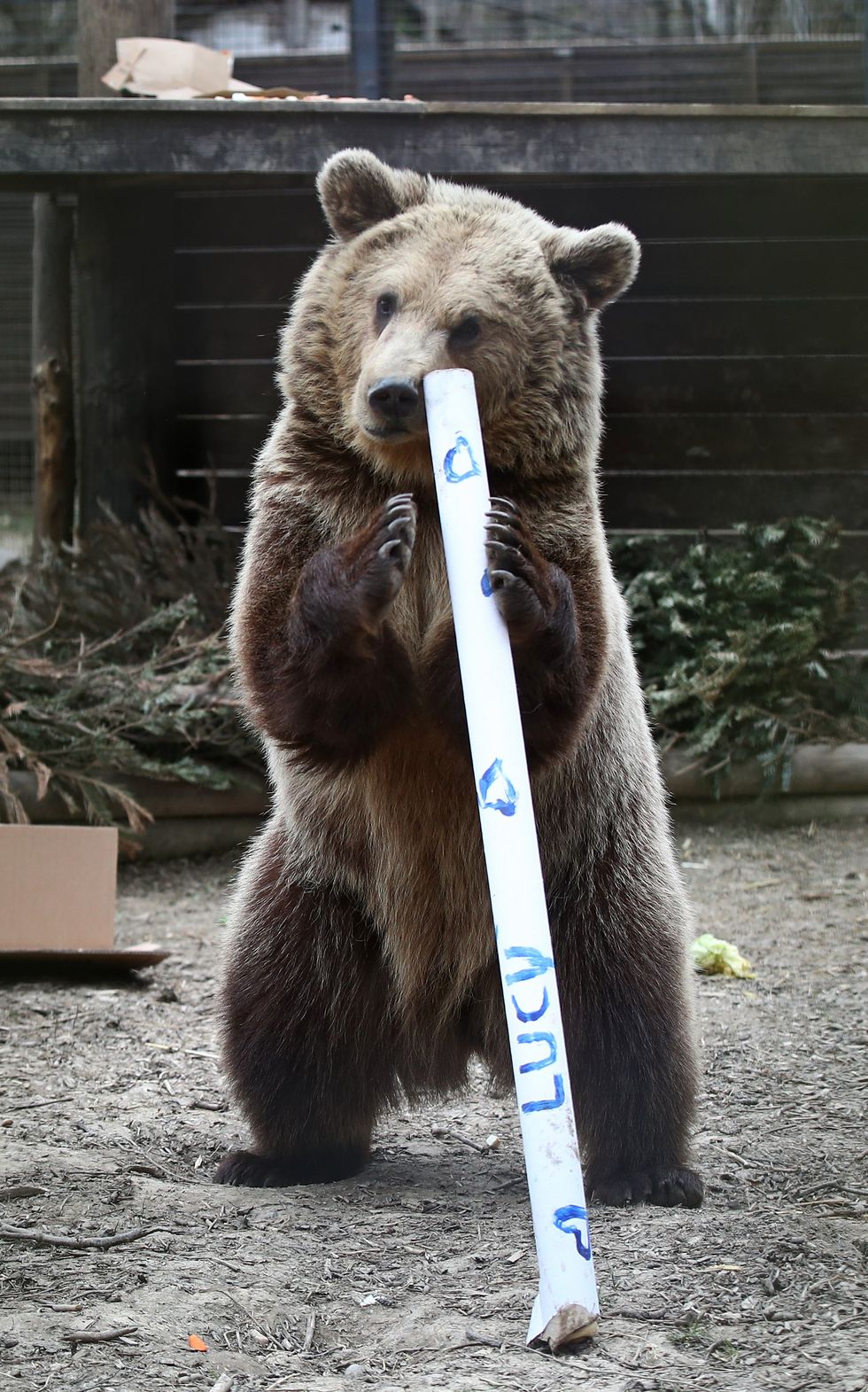 Rescued brown bear cub Mish explores gifts stuffed with his favourite treats ahead of a move from the Wildwood Trust in Kent to a forever home at the Trust\u2019s sister site, Escot in Devon