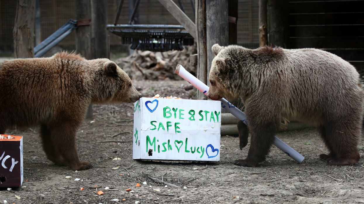 Rescued brown bear cubs Lucy, left and Mish explore gifts stuffed with their favourite treats ahead of their move from the Wildwood Trust in Kent to their forever home at the Trust’s sister site, Escot in Devon