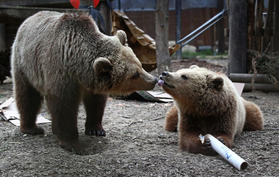 Rescued brown bear cubs Mish, left, and Lucy explore gifts stuffed with their favourite treats ahead of their move from the Wildwood Trust in Kent to their forever home at the Trust\u2019s sister site, Escot in Devon