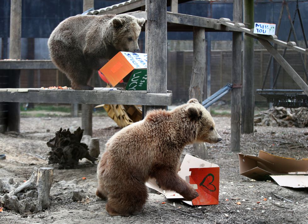Rescued brown bear cubs Mish, top, and Lucy explore gifts stuffed with their favourite treats ahead of their move from the Wildwood Trust in Kent to their forever home at the Trust\u2019s sister site, Escot in Devon