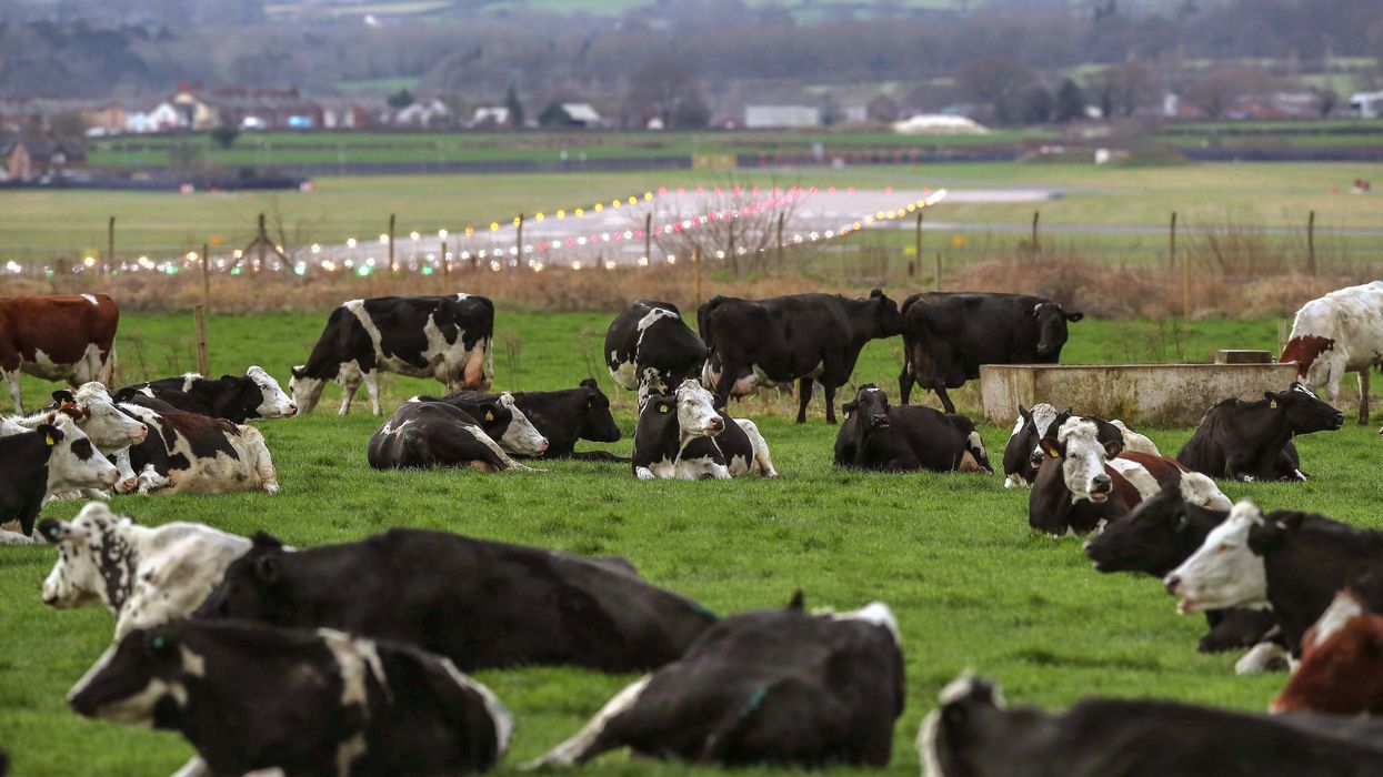 Research has shown healthy, contented cows make milk production more efficient (Peter Byrne/PA)