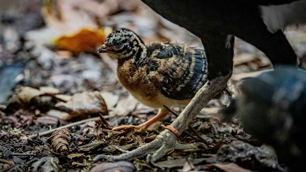 Researchers believe there are fewer than 200 of the birds remaining in the wild (Chester Zoo)