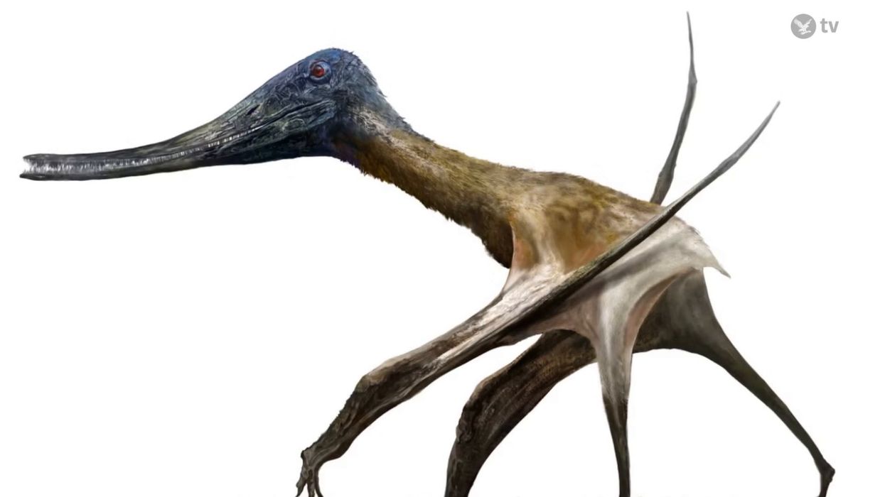 Scientists discover terrifying predatory dinosaur in landmark find
