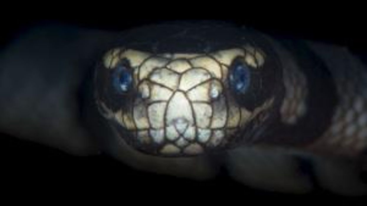 Mystical Japanese boulder that imprisoned demon for 1,000 years has cracked open