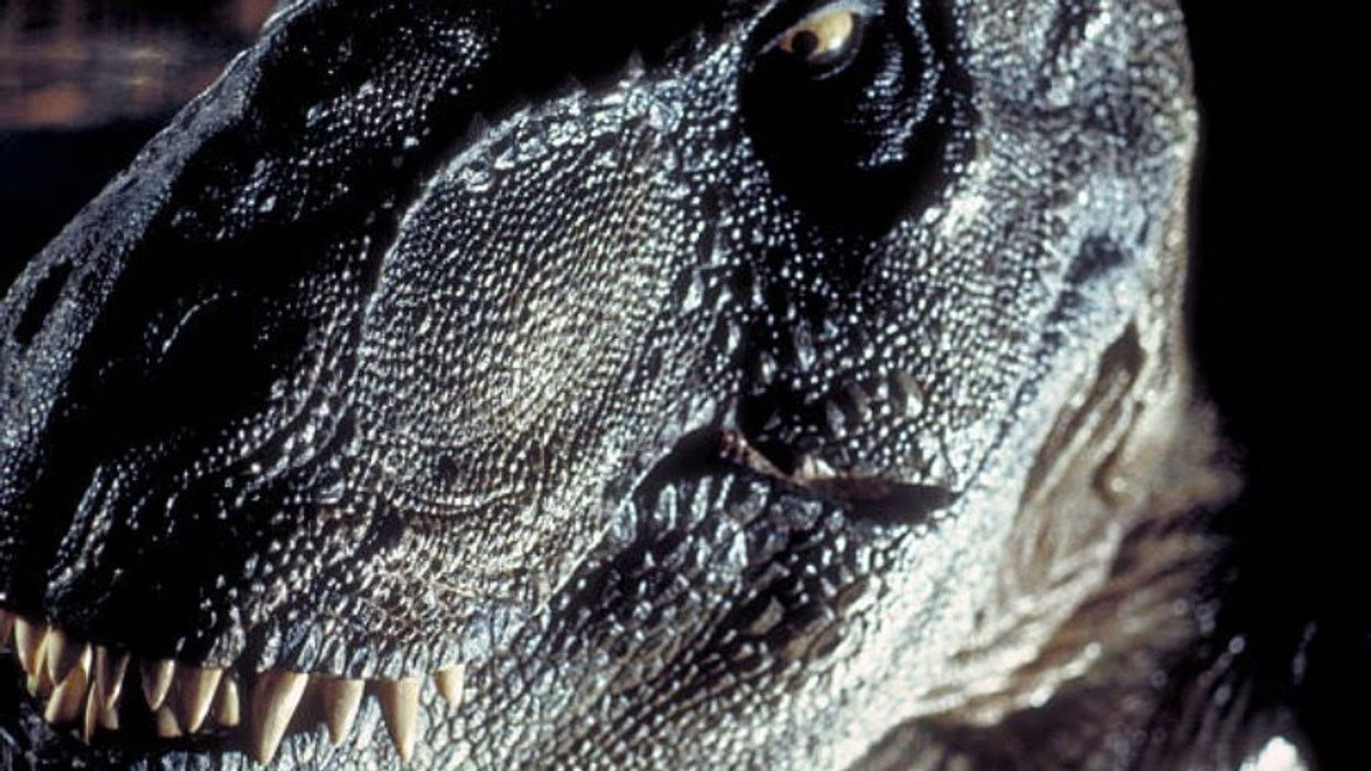 Tyrannosaurus Rex may have been three separate dinosaurs, new study claims