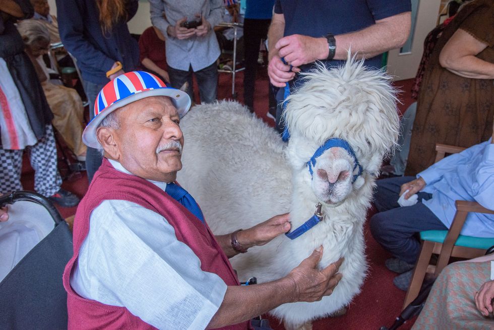 Smiles all round as alpacas surprise residents at Leicester care home