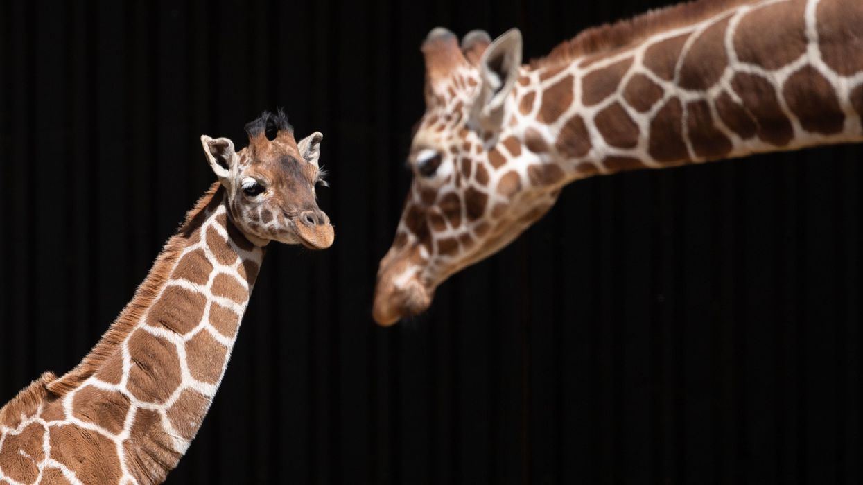 Reticulated giraffe calf Margaret in her paddock at ZSL Whipsnade, Bedfordshire (Joe Giddens/PA)