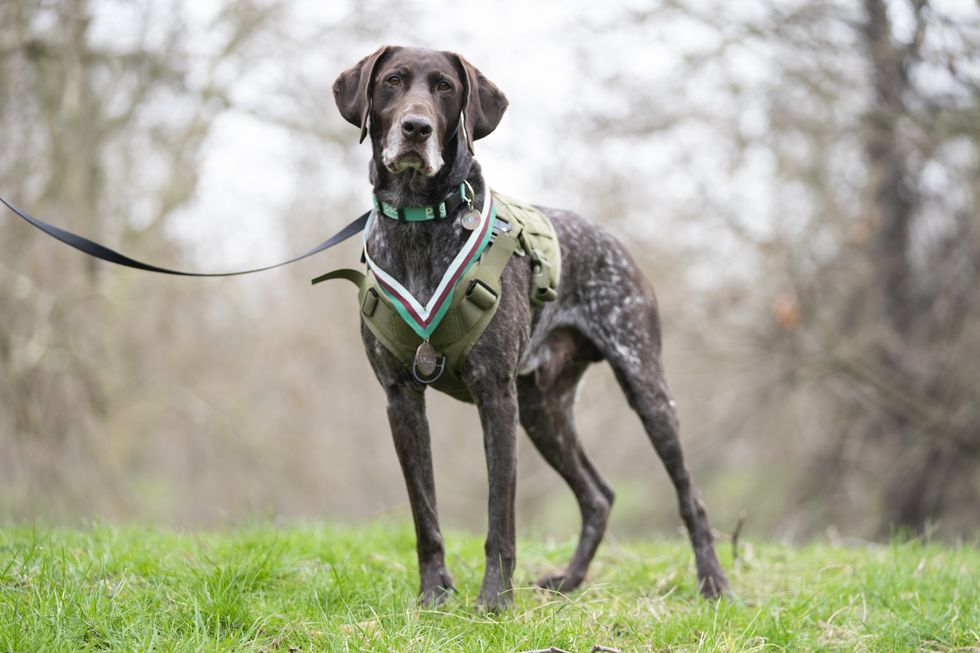 Pioneering RAF sniffer dog given ‘animal Victoria Cross’ award