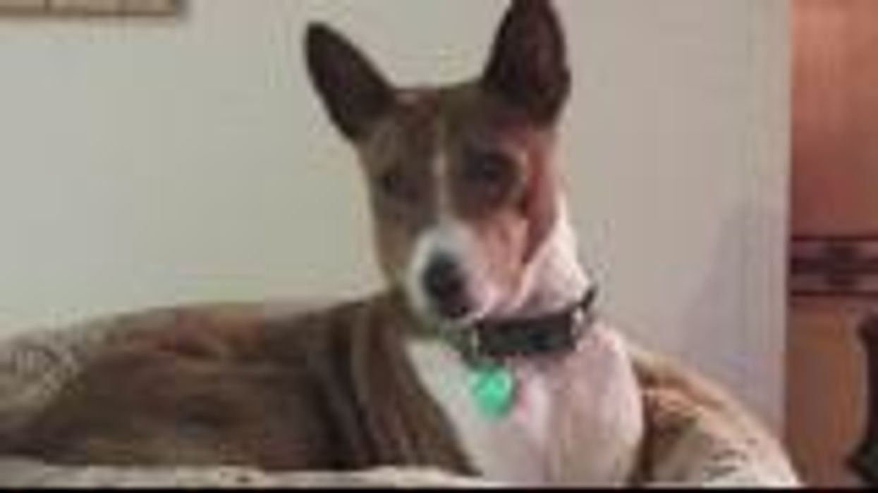 Dog abandoned at shelter because his owners thought he was gay