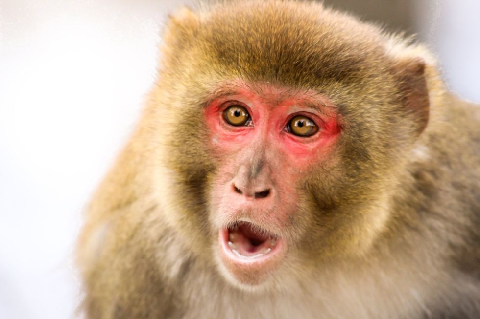 critics of the research study claimed that monkeys