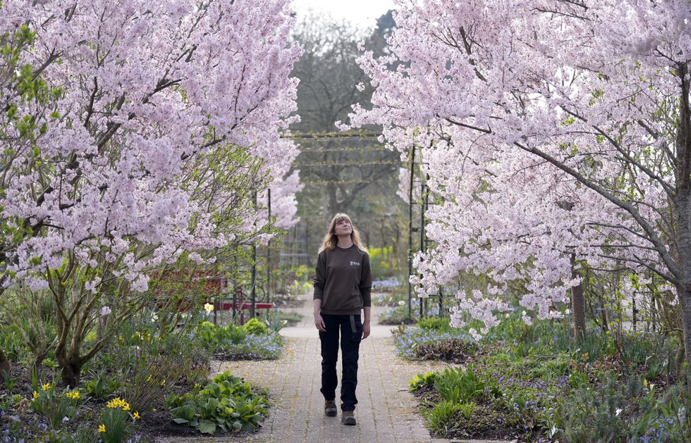 ‘Spectacular year’ for Japanese cherry blossoms at RHS Wisley