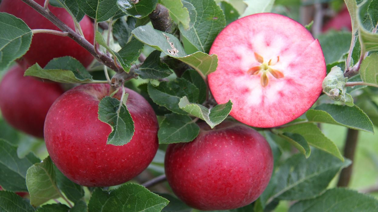RHS said some gardeners will be tempted to grow red-fleshed ‘Snow White’ apples (Frank P Matthews/RHS/PA)