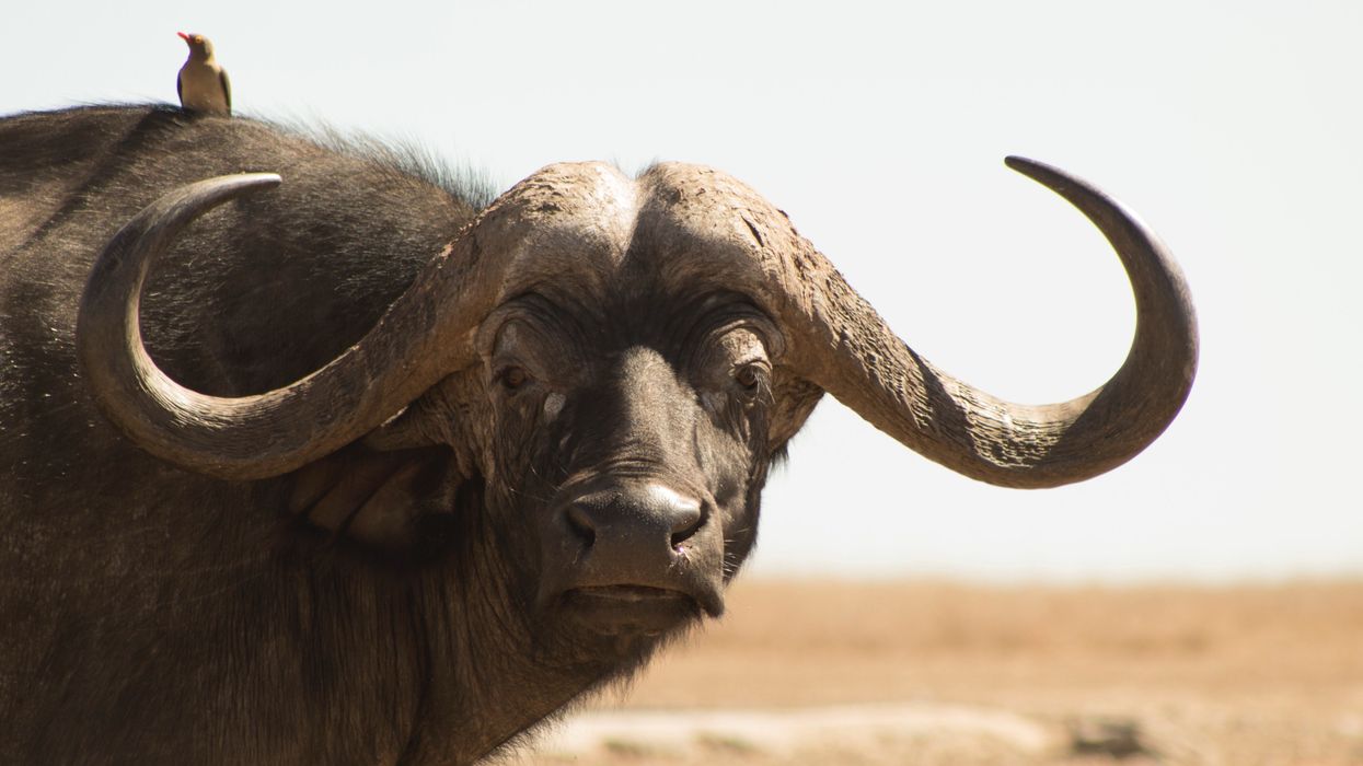 Rick Ross' pet buffalo are causing chaos with his neighbours