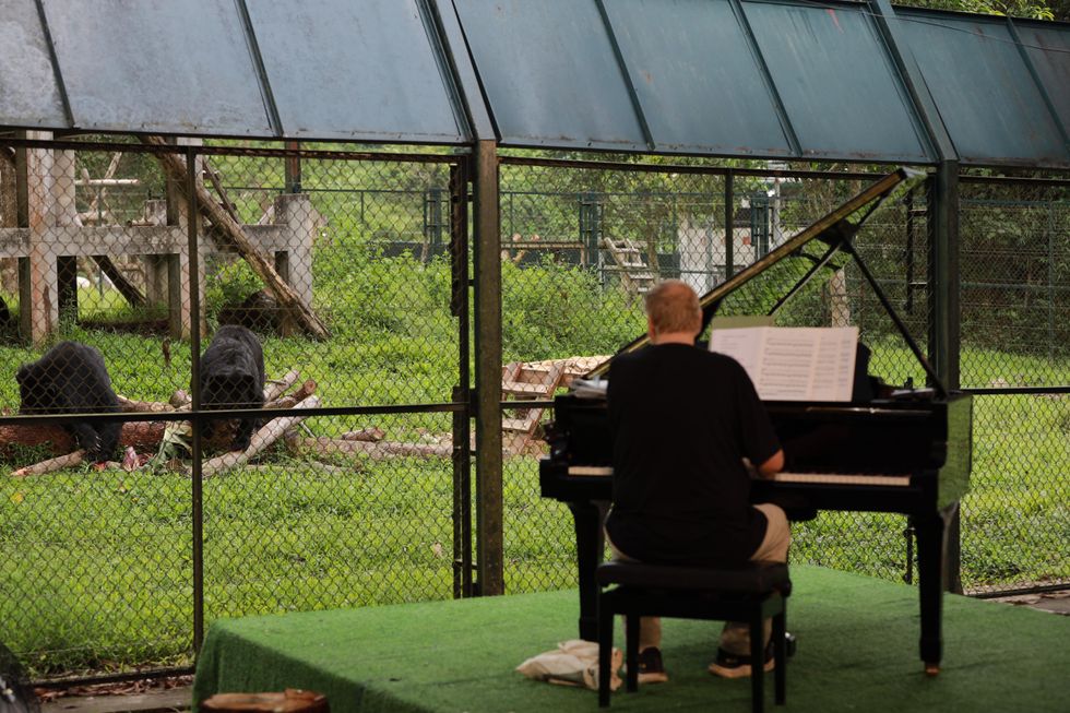 Rick Wakeman performing to bears at Tam Dao National Park