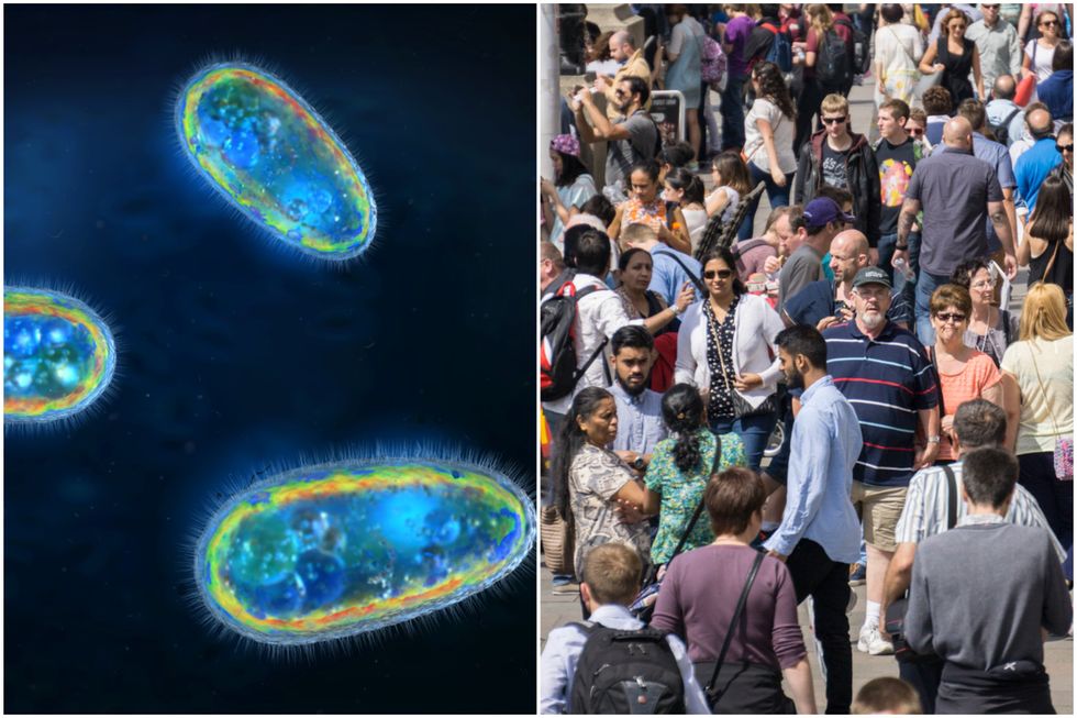 Right: a single-cell organism; left: people in a large crowd