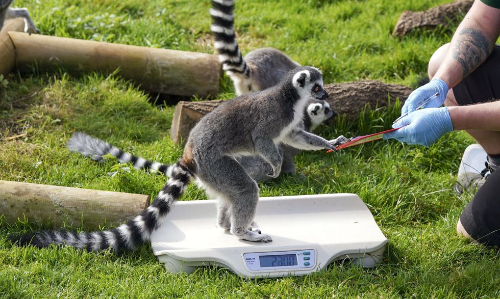 Ring-tailed lemurs assist with the weigh-in (Steve Parsons/PA)