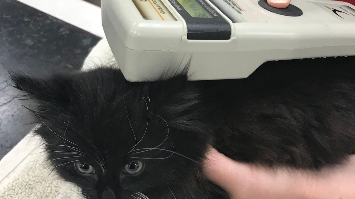 Ringo was found in the engine after travelling 55 miles from Merseyside to Staffordshire (RSPCA)