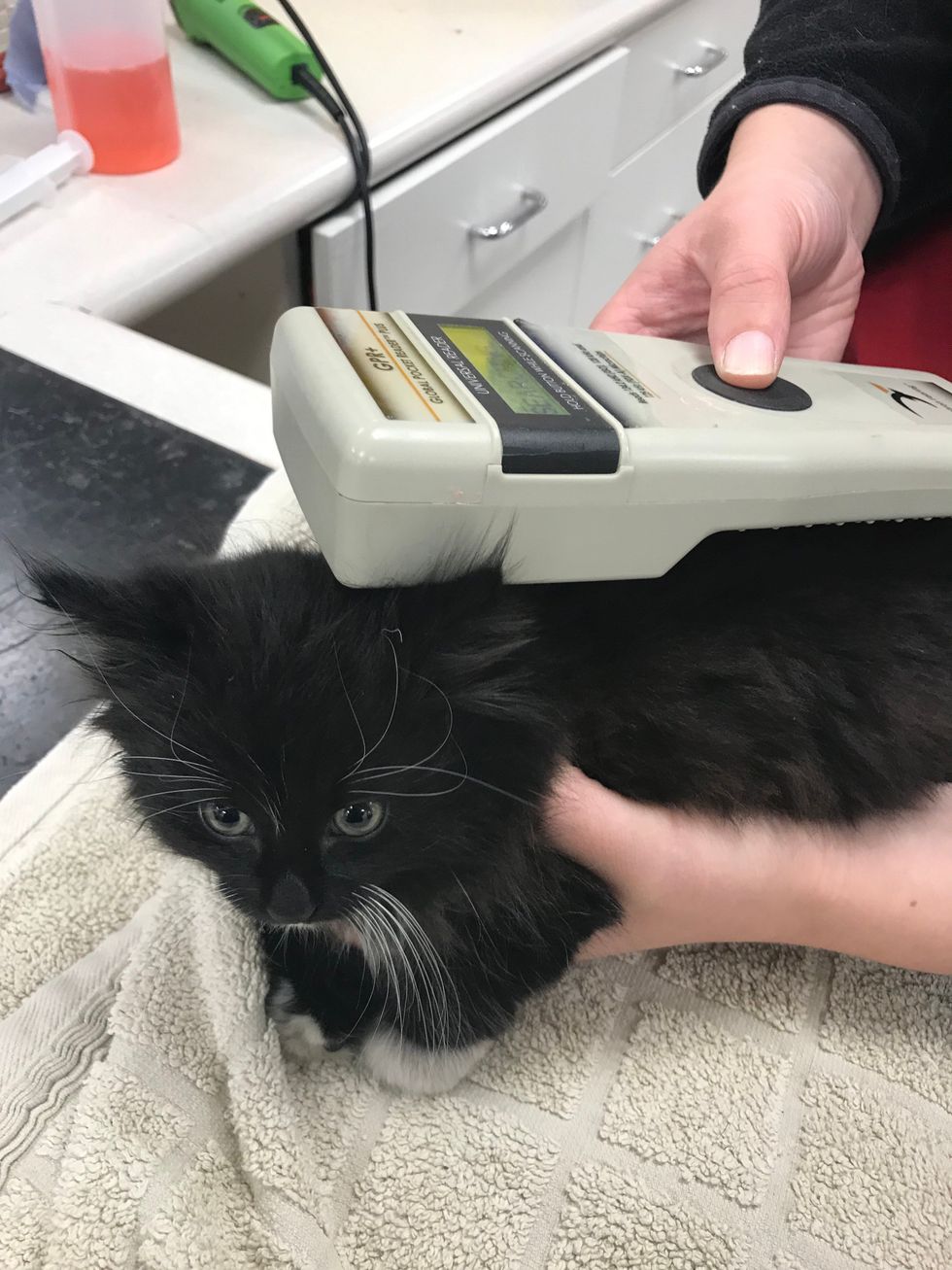 Ringo was found in the engine after travelling 55 miles from Merseyside to Staffordshire (RSPCA)