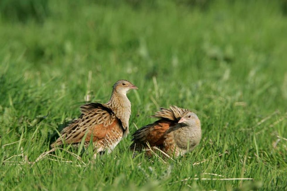 Rise in corncrake numbers