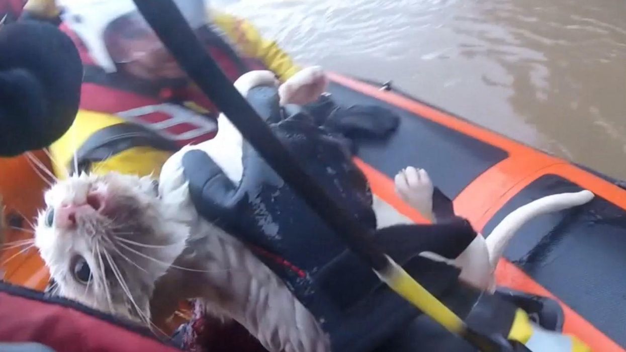 Woman discovers neighbour tried to steal her cat with fake missing posters