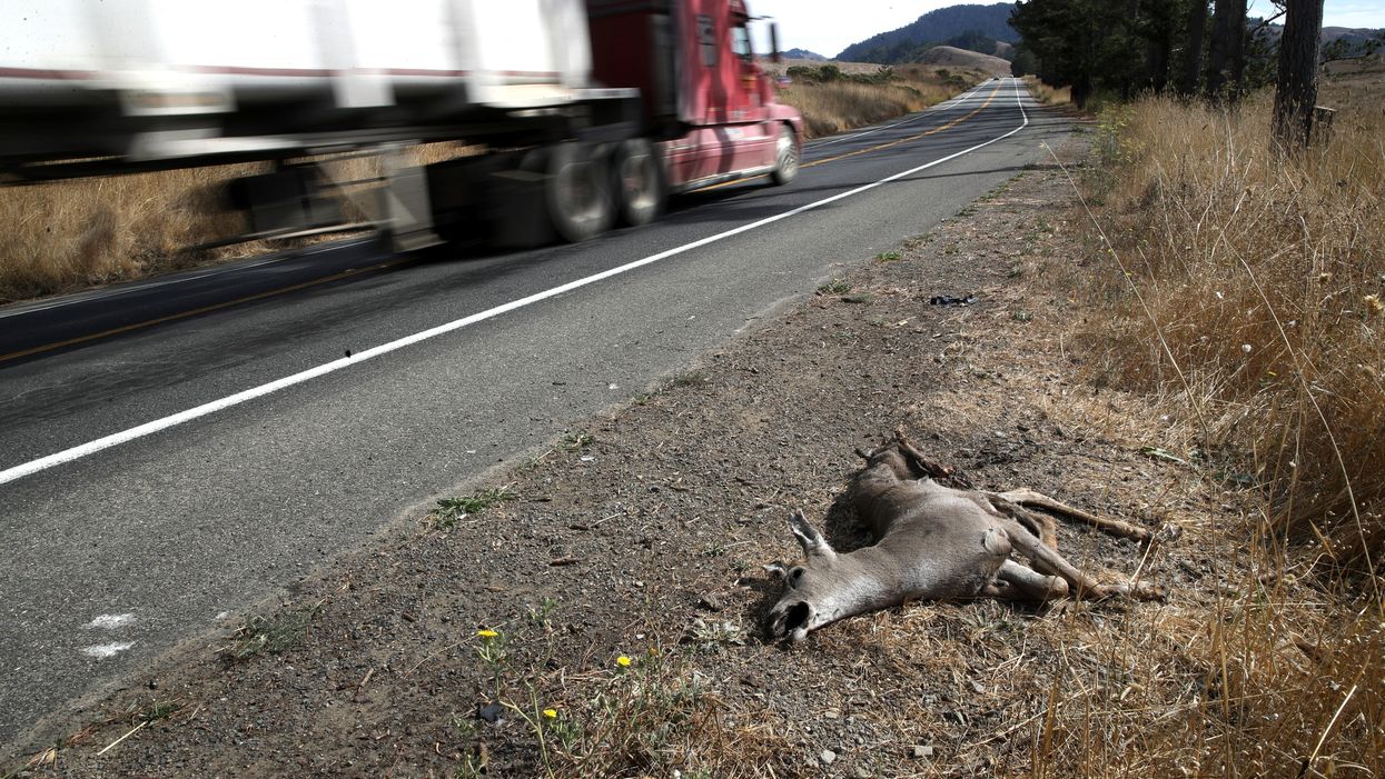 <p>Roadkill in California - where it has been legal since 2019 to take home roadkill to cook and eat.</p>