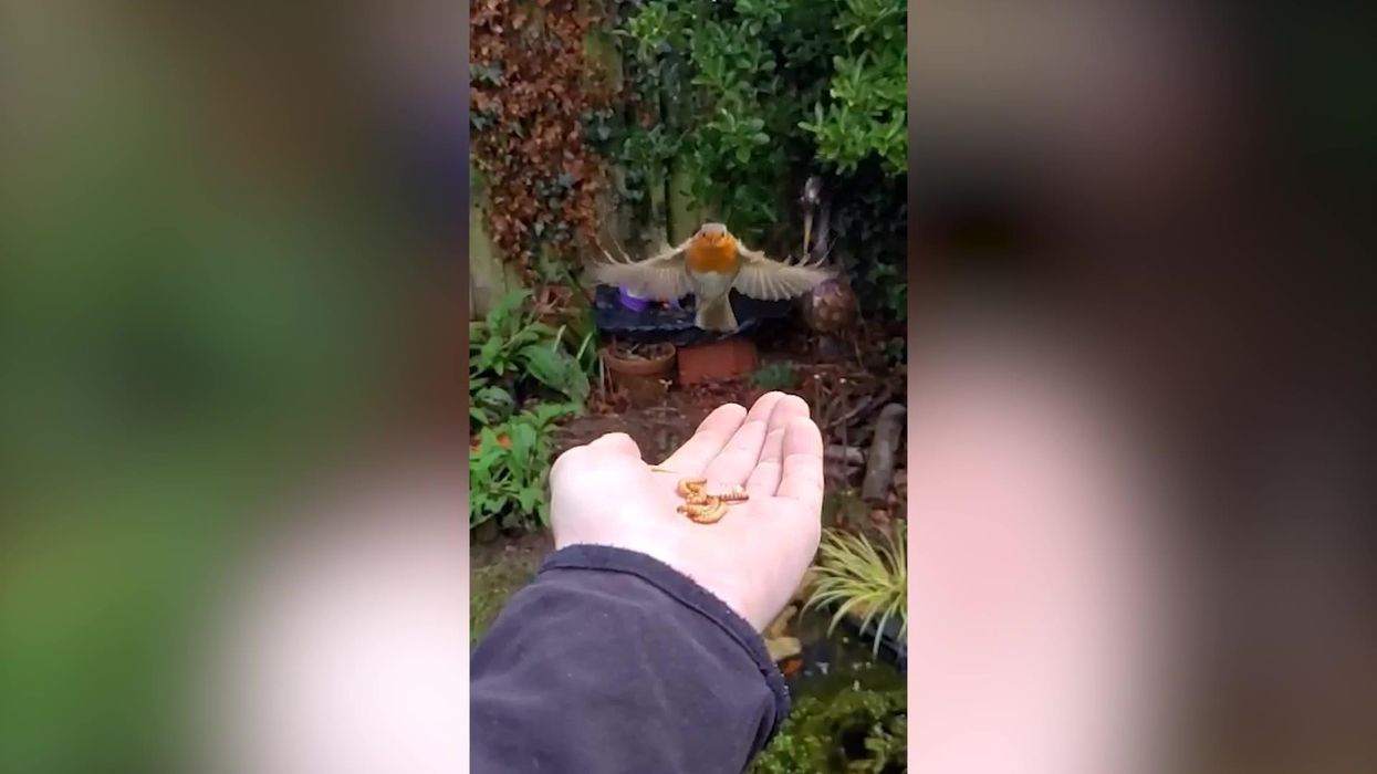 Robin flies into man's hand 'Archangel' style in slow motion
