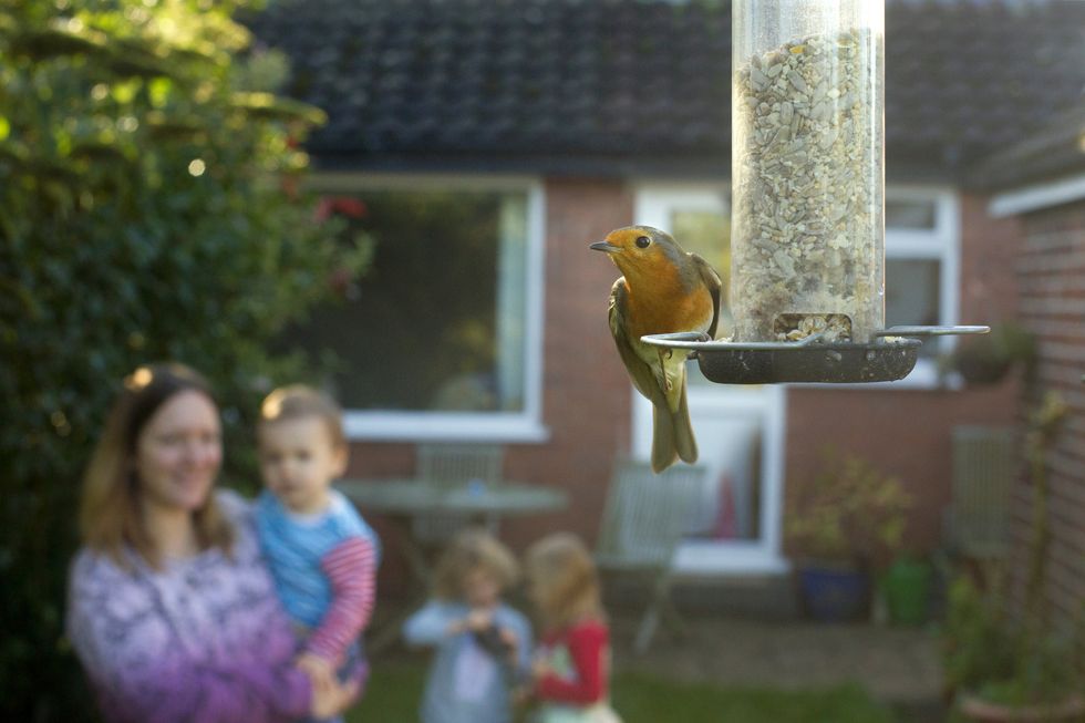 Robin on bird feeder with family watching