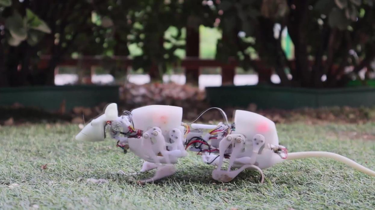 Disaster site searches could soon be carried out by robot rats