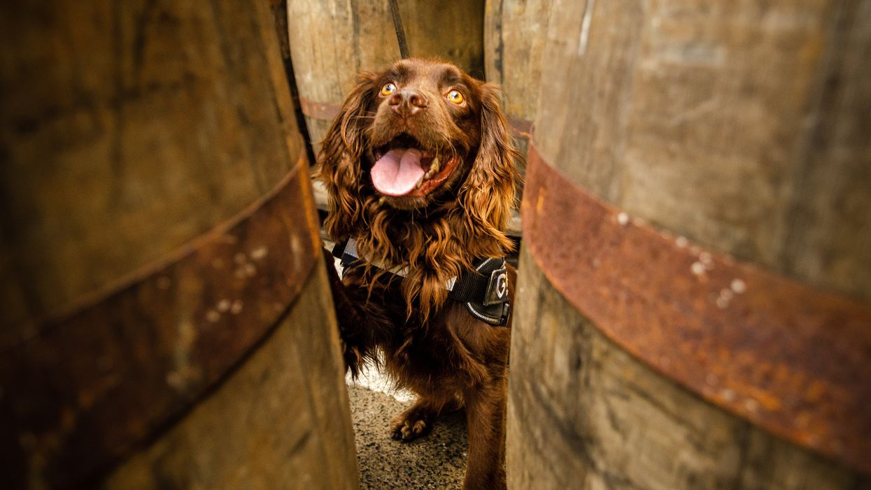 Rocco the sniffer dog at Grant's Whisky distillery