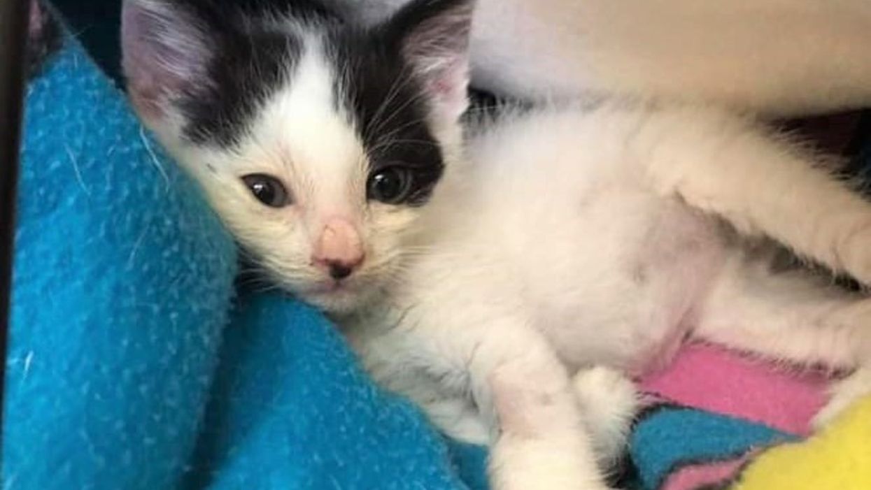 <p>Roman the stowaway kitten</p>