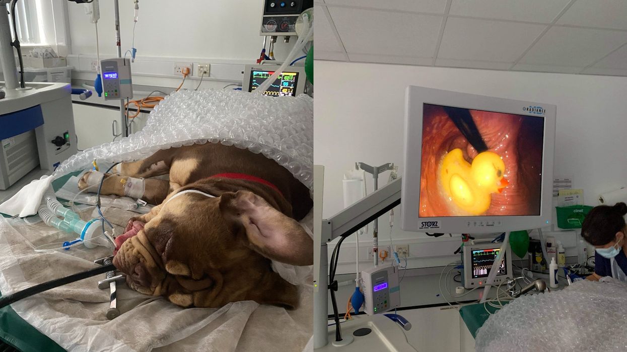 Ronnie the Bulldog is treated by vets at Pride in Derby after swallowing a rubber duck (My Family Vets)