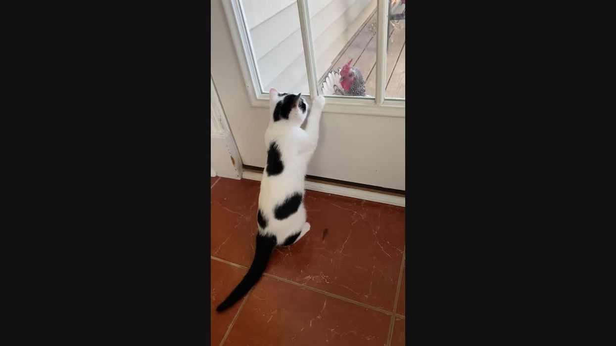 Mother sparks debate for eating pet rooster after it attacked her daughter