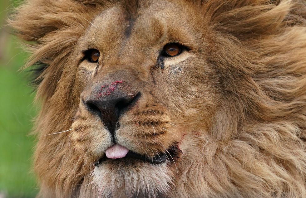 Animal sanctuary opens ‘forever home’ for five lions rescued from Ukraine