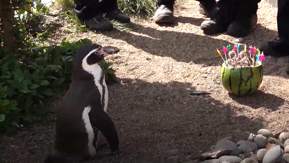 World’s oldest Humboldt penguin celebrates 32nd birthday with watermelon cake