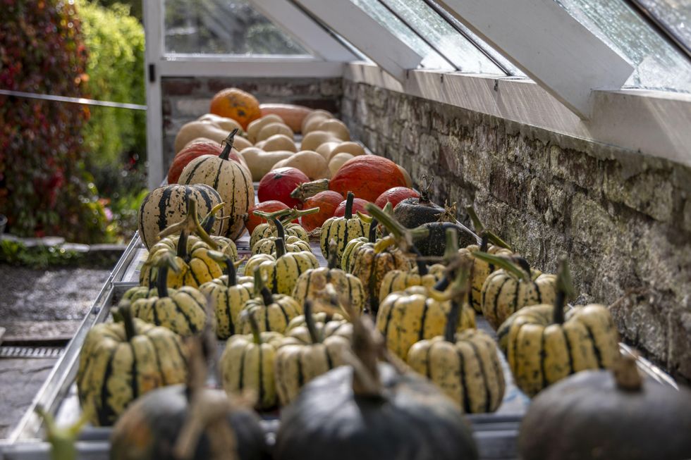 Rows of different coloured pumpkins in a walled glass house