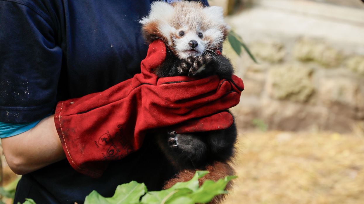 Baby red panda dies at Edinburgh Zoo after being overwhelmed by fireworks