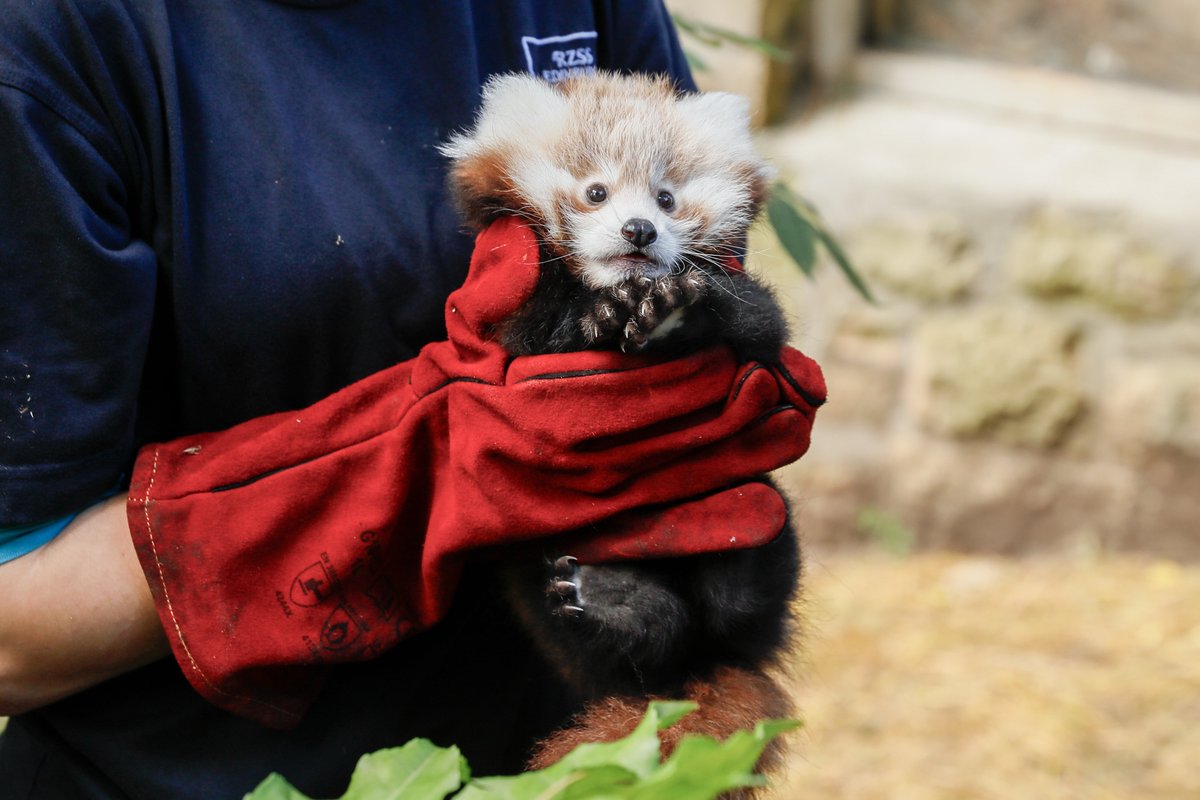 Baby red panda dies at Edinburgh Zoo after being overwhelmed by fireworks