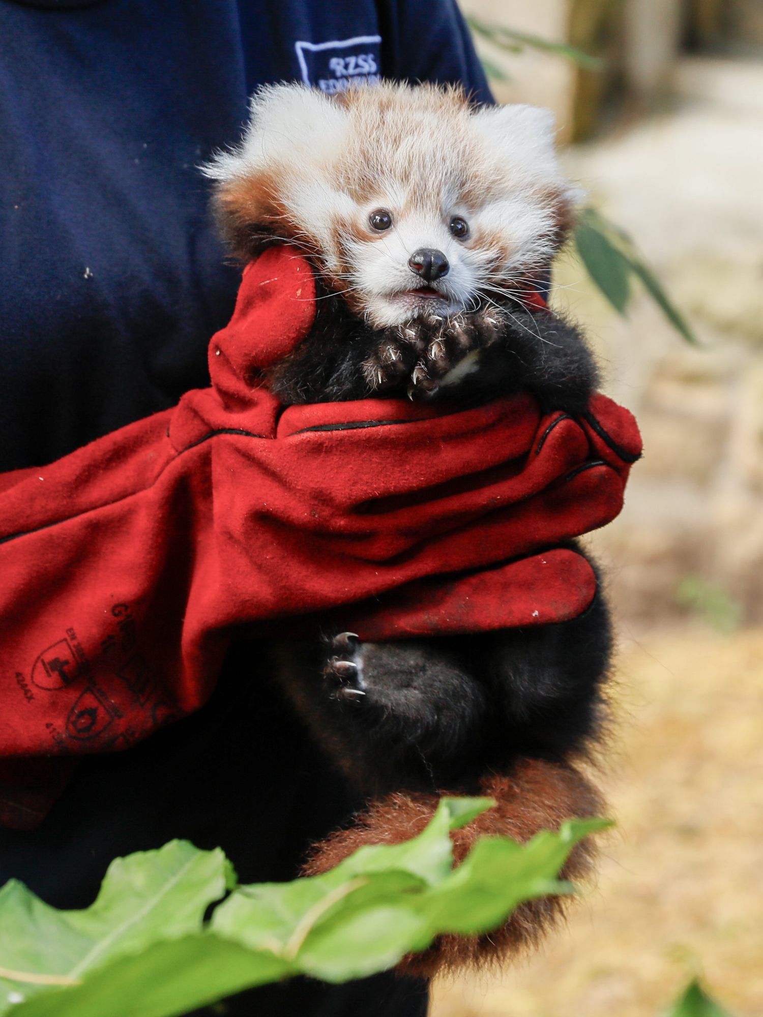 Baby red panda dies at Edinburgh Zoo after being overwhelmed by fireworks