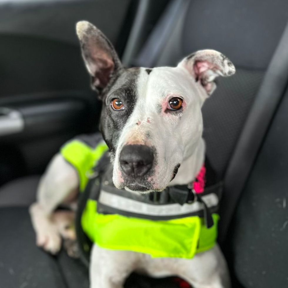 Scotland’s loneliest dog finds home with family who fell in love at first sight