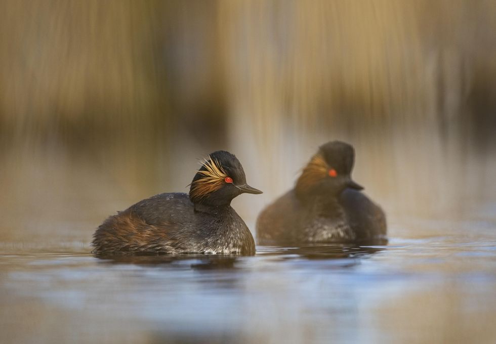 RSPB Black-neck grebes