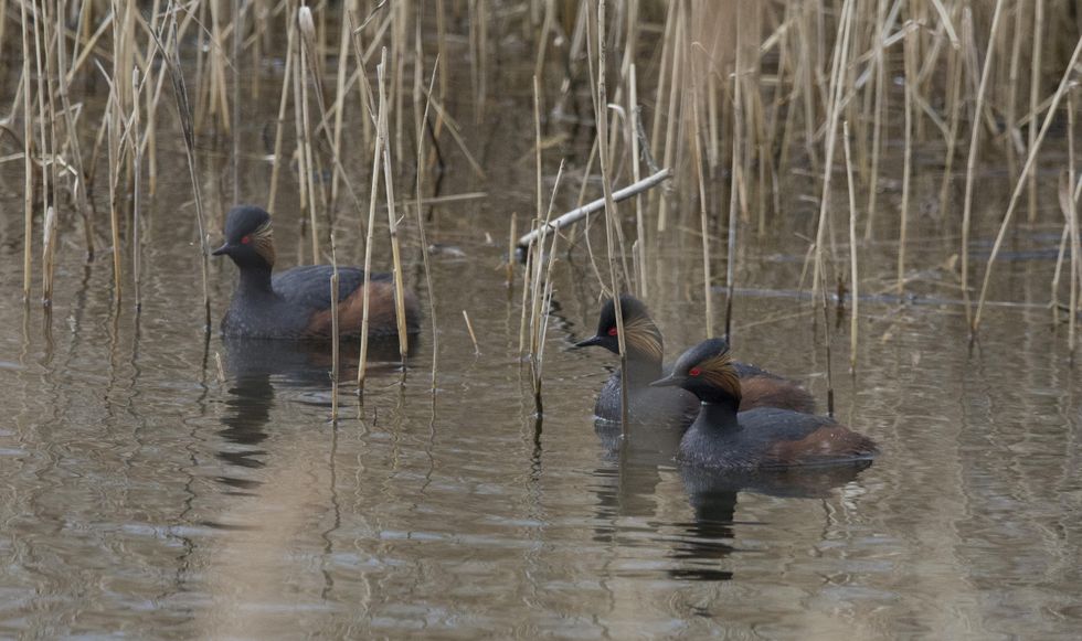 RSPB Black-neck grebes