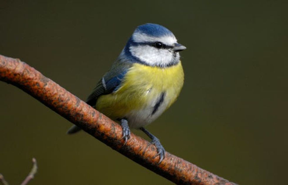 RSPB\u2019 Big Garden Birdwatch