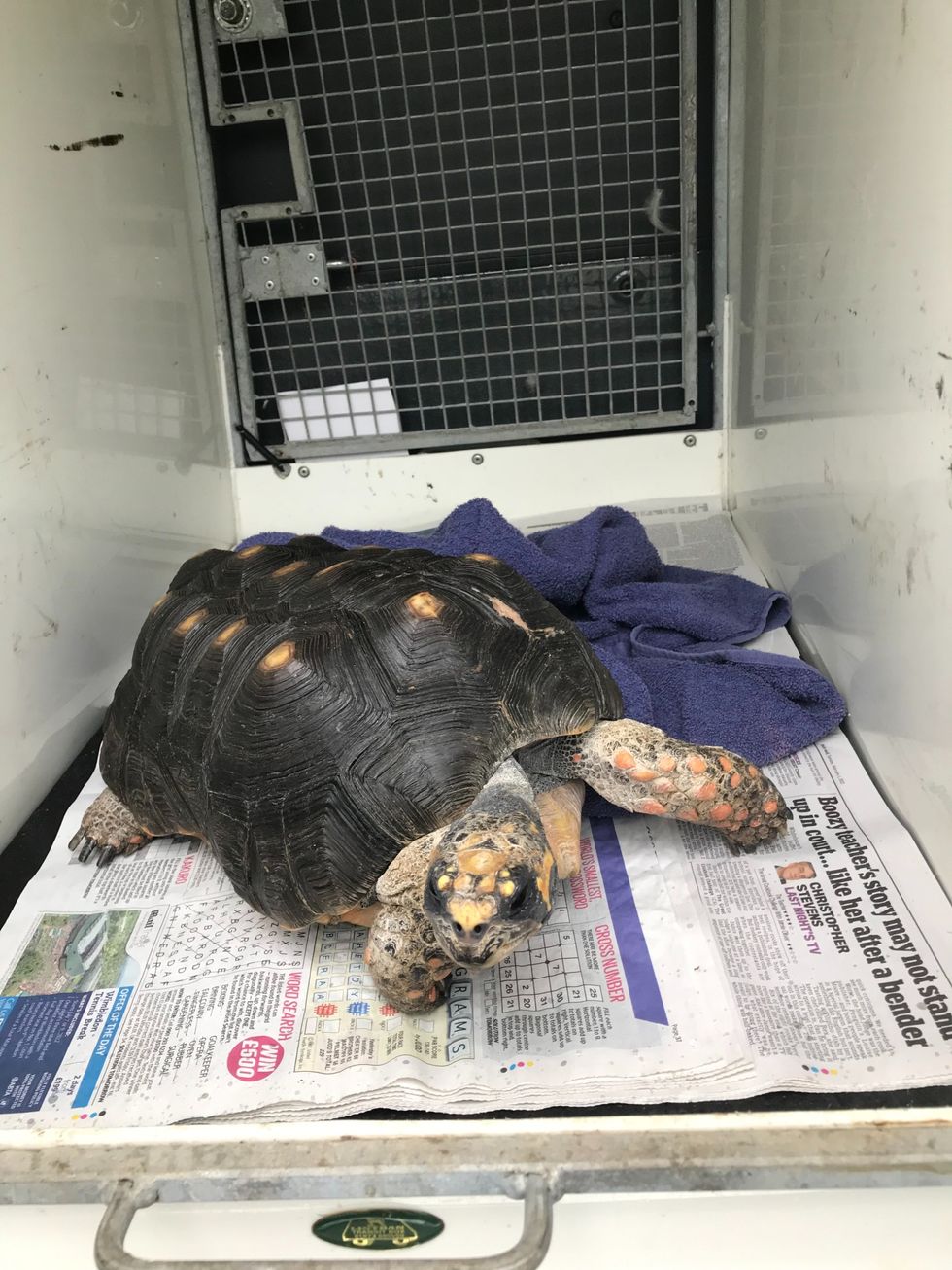 Lost tortoise in good health after unfounded fears over its red feet