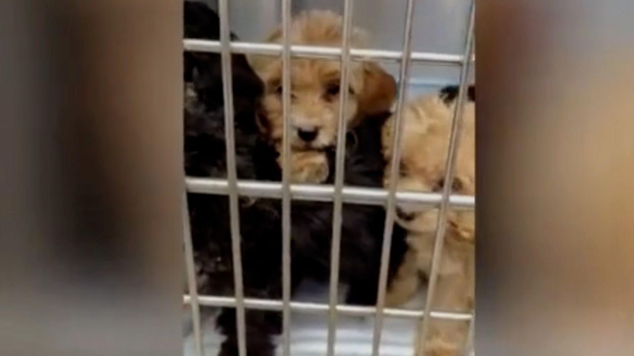 RSPCA rescues 20 puppies abandoned in a crate in a layby