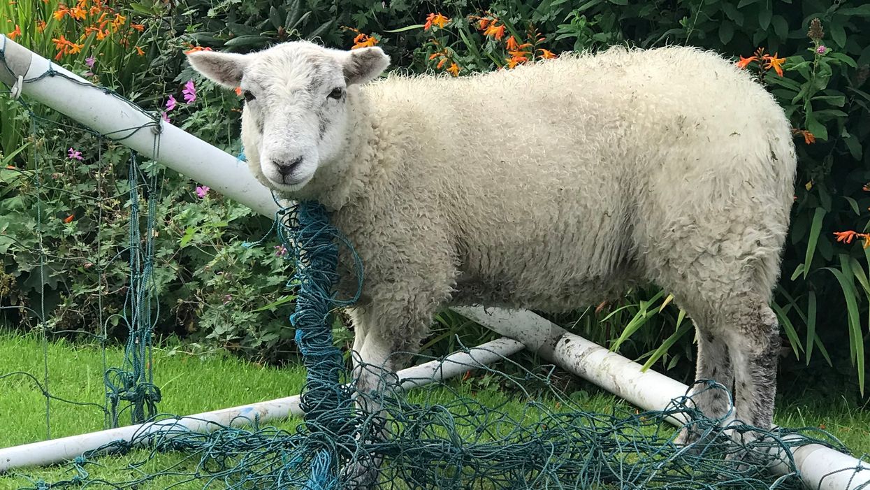 RSPCA rescue Lancashire dog from goal net (RSPCA/PA)